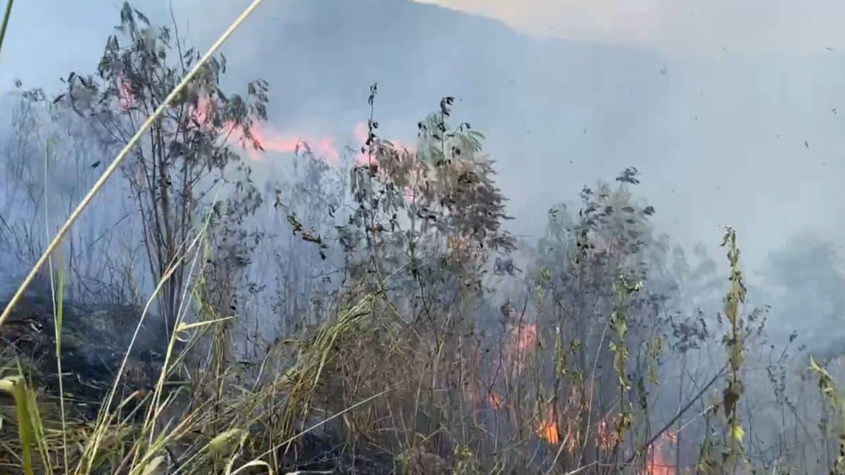 Atención: Reportan incendio forestal en el barrio Las Américas en Yumbo