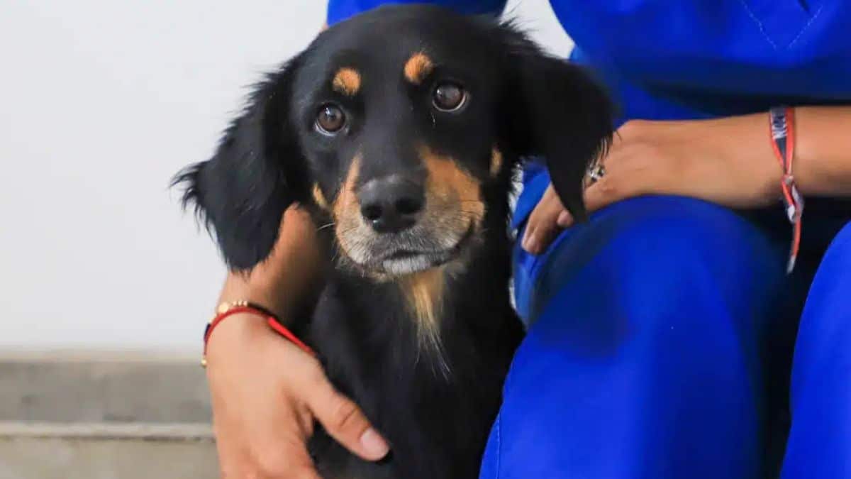 Jornadas de adopción de mascotas en Cali, ¿dónde y cuándo se realizarán?