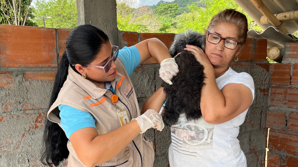 Vacunación masiva de mascotas en el Valle del Cauca para prevenir la rabia