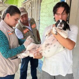 Jornada vacunación mascotas