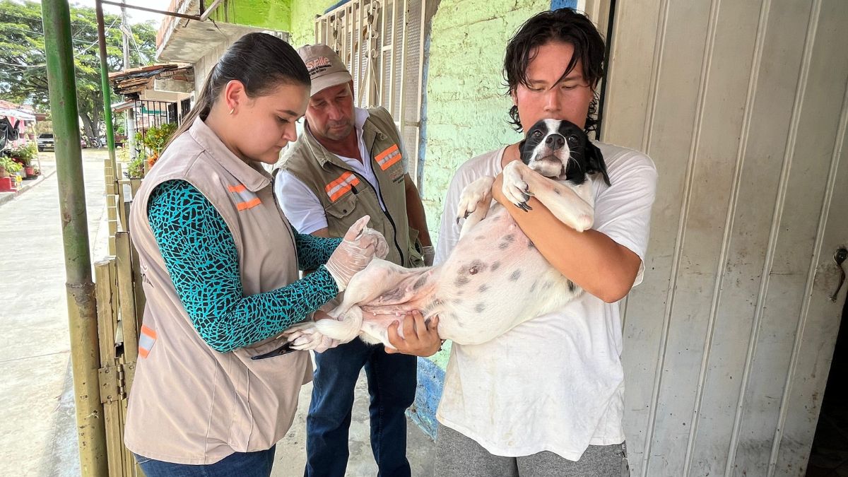 Jornada vacunación mascotas