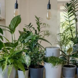 ¡Adiós a la humedad en tu hogar! Descubre las plantas que salvarán tus paredes del moho