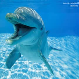 Sonrisas en el océano: el sorprendente lenguaje de los delfines