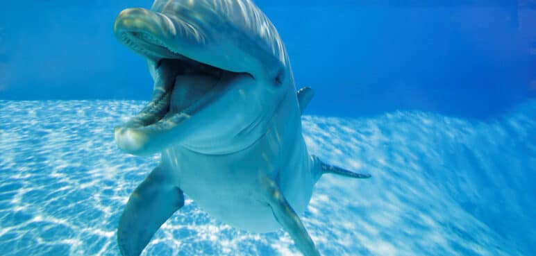 Sonrisas en el océano: el sorprendente lenguaje de los delfines