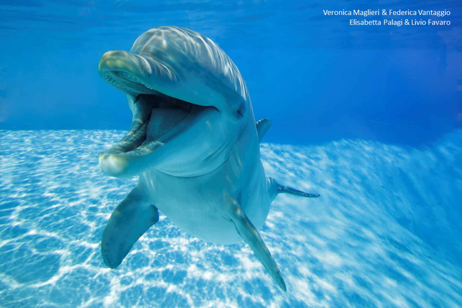 Sonrisas en el océano: el sorprendente lenguaje de los delfines