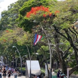 La COP16 le apuesta a evitar el uso de plásticos y el cuidado de los residuos con el medio ambiente