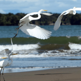 Colombia presentará su plan de ‘Paz con la naturaleza’ en la COP16, ¿de qué trata?