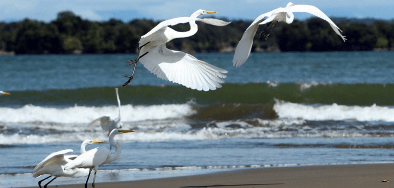 Colombia presentará su plan de ‘Paz con la naturaleza’ en la COP16, ¿de qué trata?