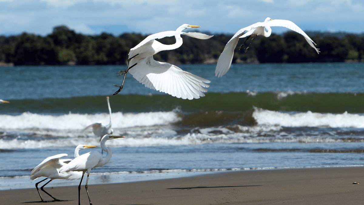 Colombia presentará su plan de ‘Paz con la naturaleza’ en la COP16, ¿de qué trata?