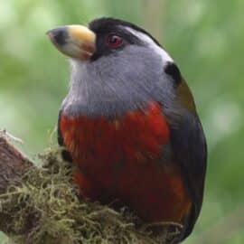 La magia de las aves que sobrevuelan en el Valle del Cauca