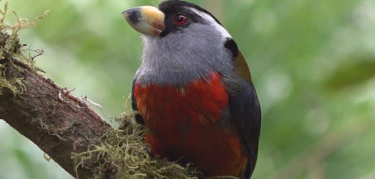 La magia de las aves que sobrevuelan en el Valle del Cauca