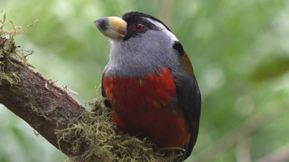 La magia de las aves que sobrevuelan en el Valle del Cauca