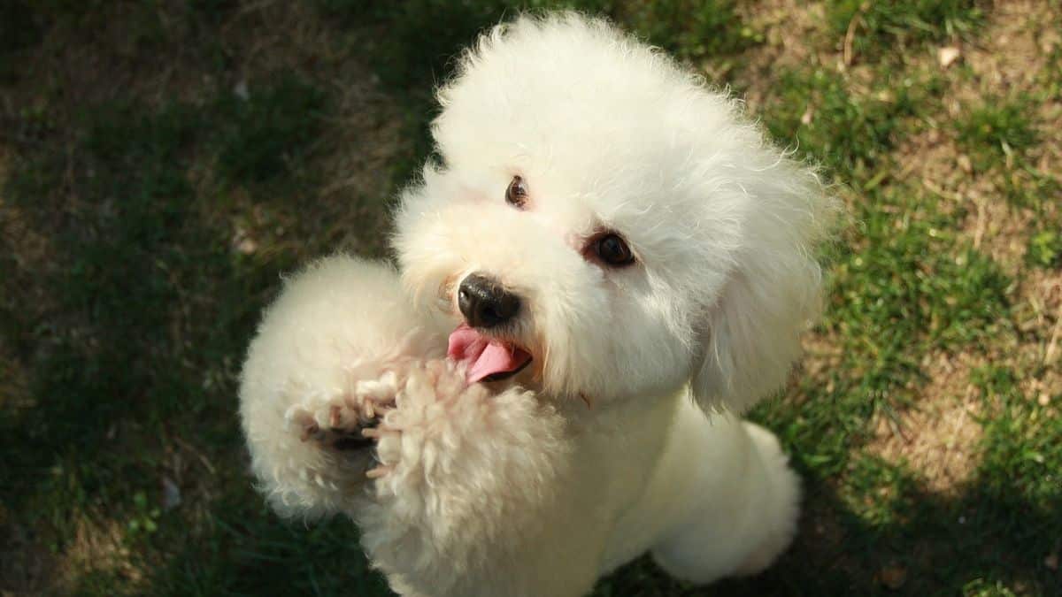 ruido de mascotas