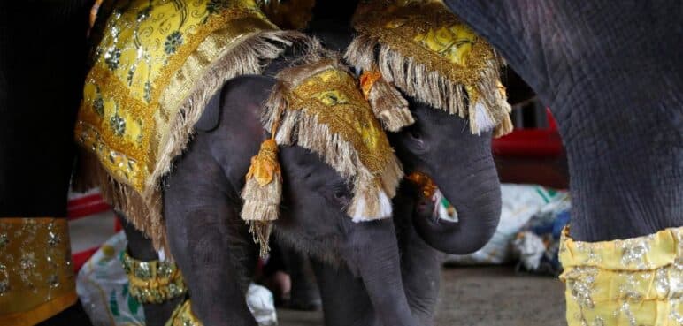 Ceremonia real para Plai y Phang: Los gemelos elefantes que hacen historia en Tailandia