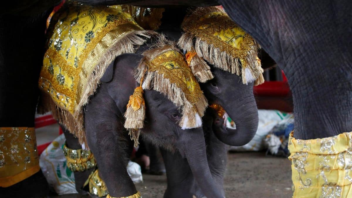 Ceremonia real para Plai y Phang: Los gemelos elefantes que hacen historia en Tailandia