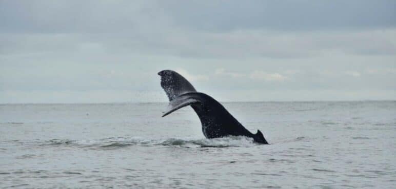 ¿Cómo contribuir a la protección de los océanos? Experta aclara dudas