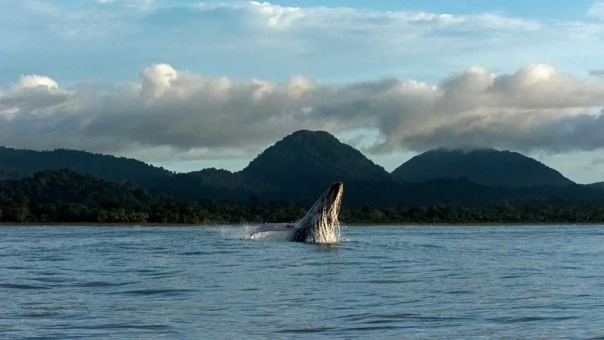 ¿Qué es la Declaración de los Derechos de la Amazonía? Pilar de la conservación natural