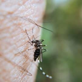 Conozca la programación de fumigación contra el dengue en Cali: desde el 9 al 11 de octubre