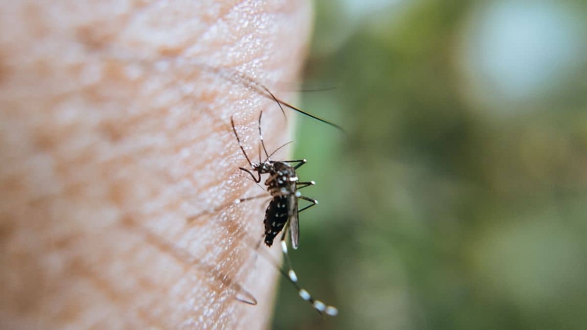 Conozca la programación de fumigación contra el dengue en Cali: desde el 9 al 11 de octubre