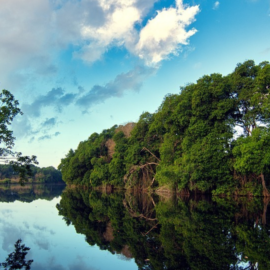 Lanzan primer bono de biodiversidad de 0 millones para restaurar ecosistemas de manglares