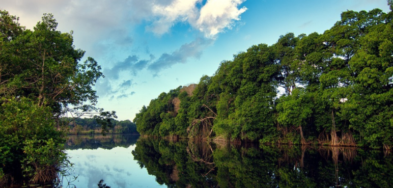 Lanzan primer bono de biodiversidad de 0 millones para restaurar ecosistemas de manglares