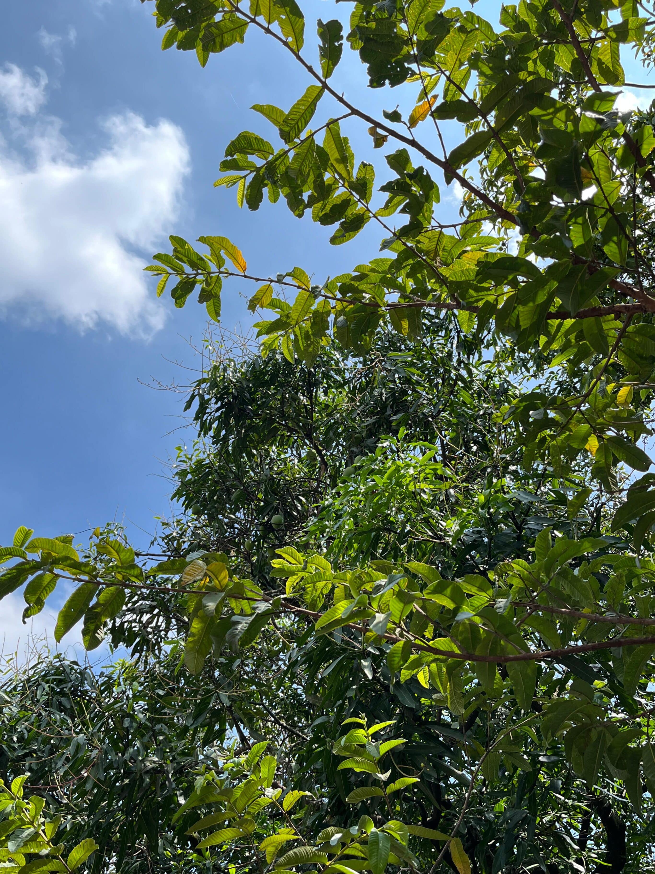 árboles