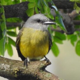 En Cali se celebra la undécima edición de la Colombia Birdfair; conozca detalles
