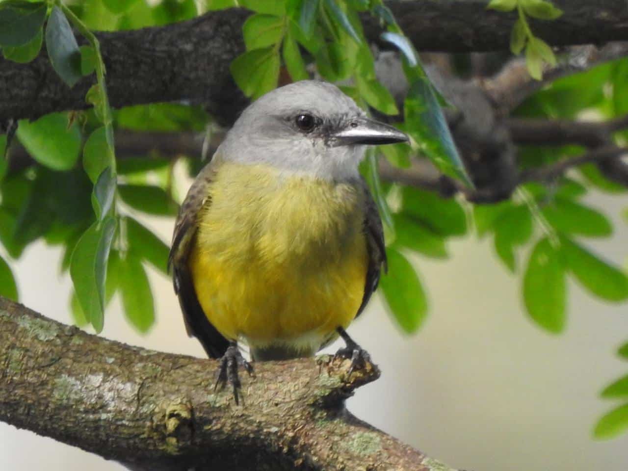 En Cali se celebra la undécima edición de la Colombia Birdfair; conozca detalles
