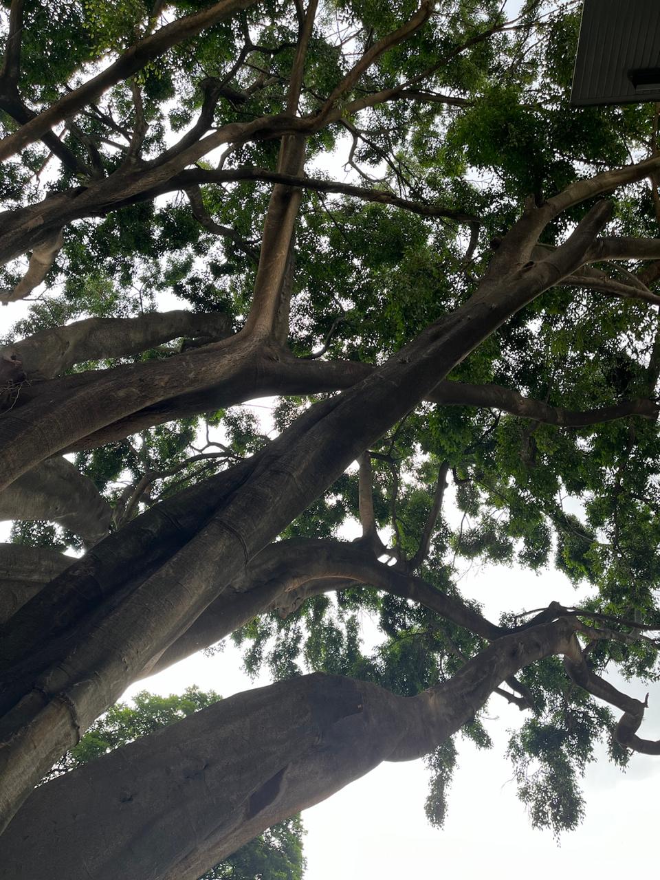 Árboles
