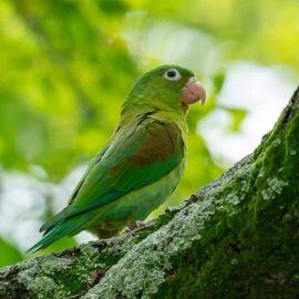 'El Reino Alado': una experiencia digital de avistamiento de aves
