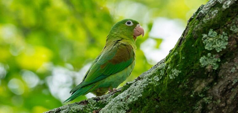 'El Reino Alado': una experiencia digital de avistamiento de aves