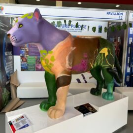 jaguar en la COP16