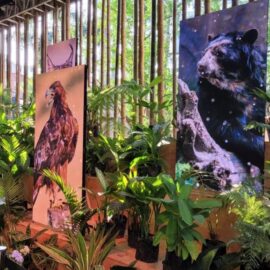 Guardianes de la biodiversidad: comunidades indígenas en la conservación de la Amazonía