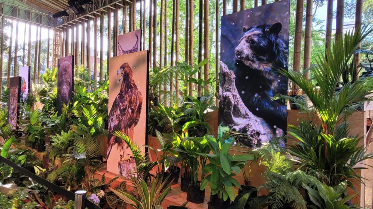 Guardianes de la biodiversidad: comunidades indígenas en la conservación de la Amazonía