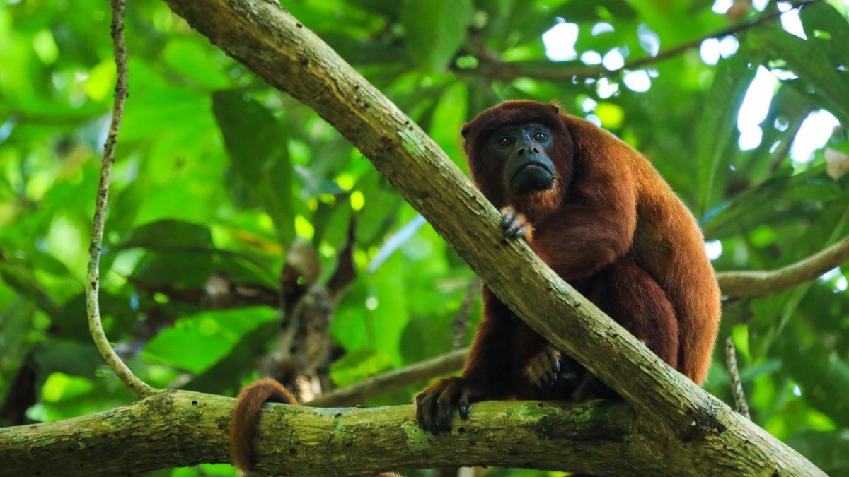 amazonia-2