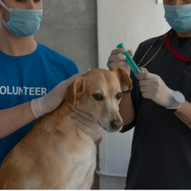 Jornadas gratuitas de esterilización en Cali: ¿cuándo y donde serán?