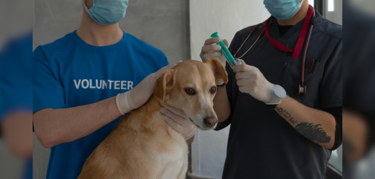 Jornadas gratuitas de esterilización en Cali: fechas, comunas y cómo acceder