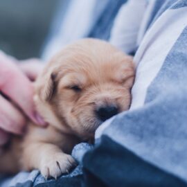 Las palabras que entienden los perros: Estudio hace ranking
