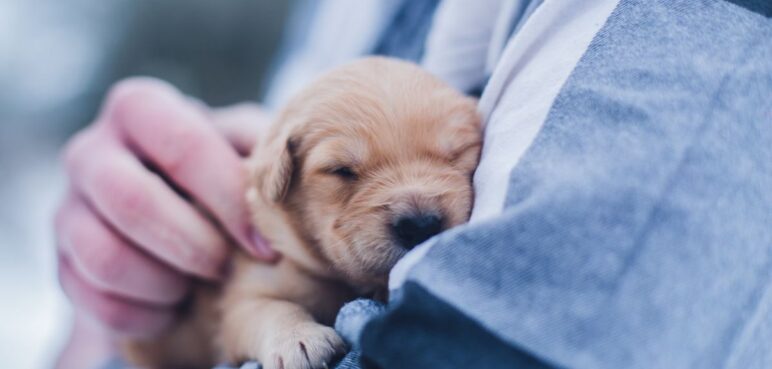 Las palabras que entienden los perros: Estudio hace ranking