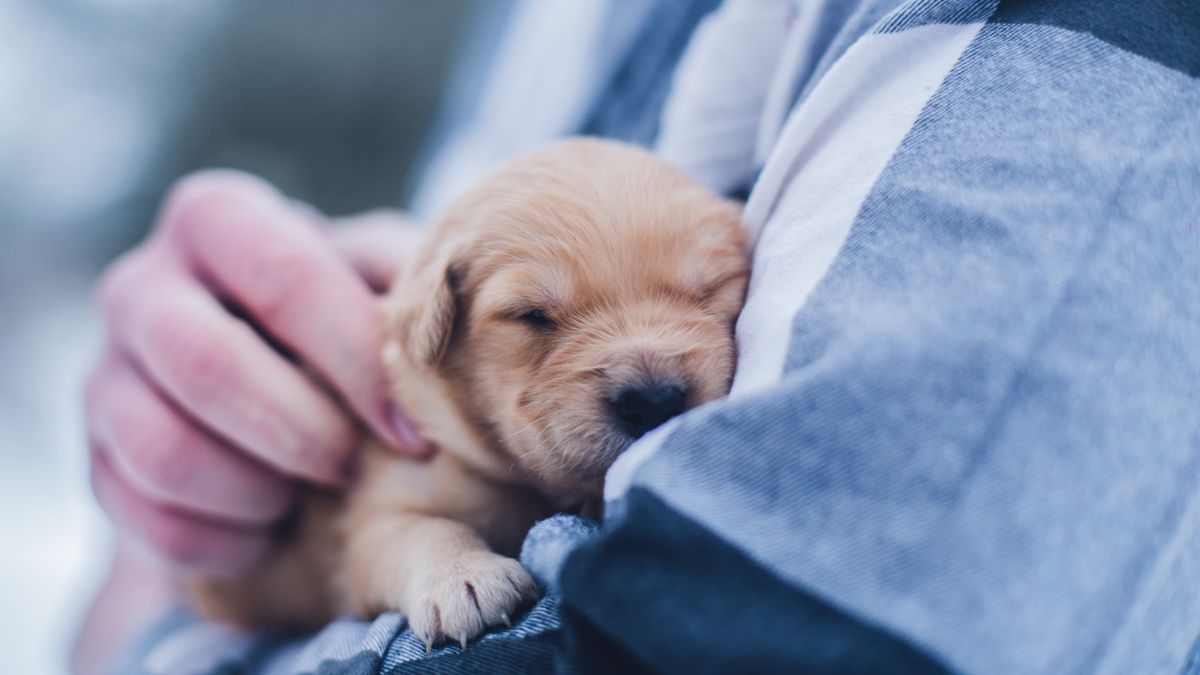 Las palabras que entienden los perros: Estudio hace ranking
