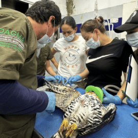 Águila coronada rehabilitada será liberada tras dos meses de tratamiento