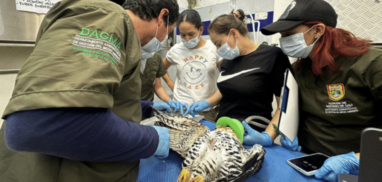 Águila coronada rehabilitada será liberada tras dos meses de tratamiento