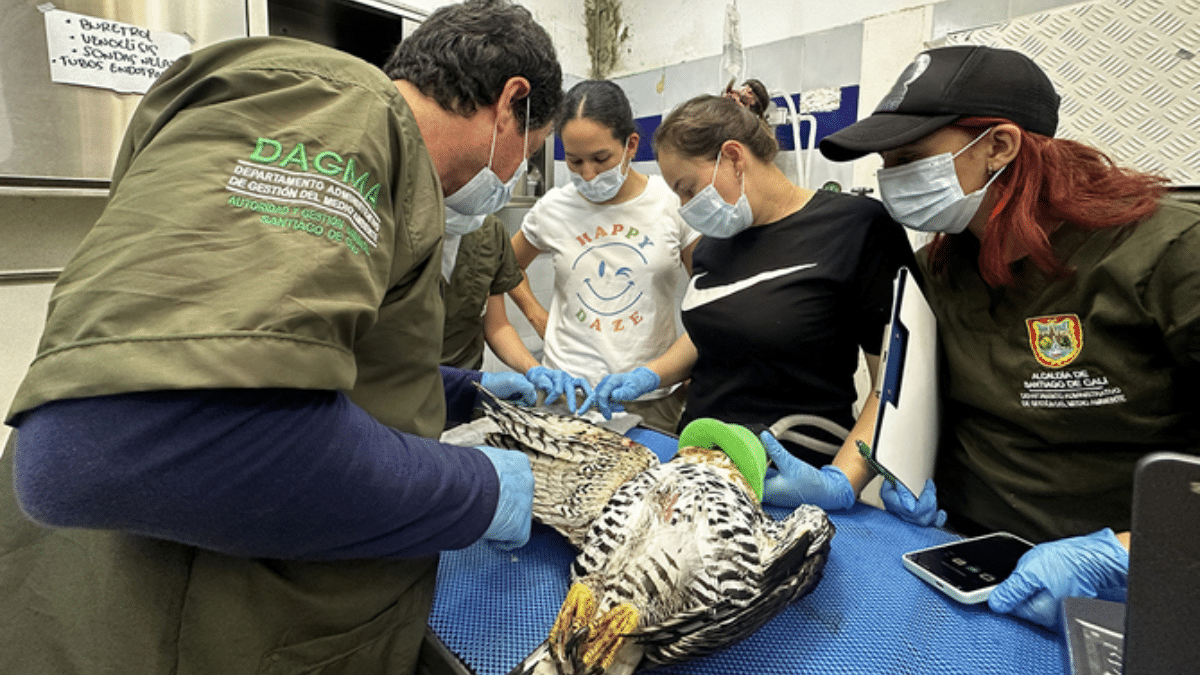 Águila coronada rehabilitada será liberada tras dos meses de tratamiento