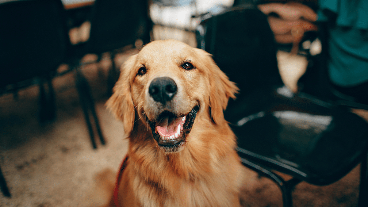 Jornadas gratuitas de esterilización en Cali: amor y cuidado para tu peludo