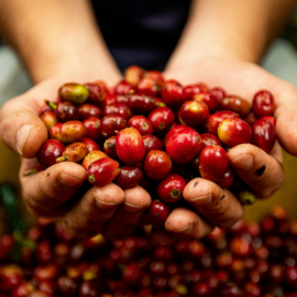 El café sostenible del Cauca reafirma su compromiso con la biodiversidad en la COP16 
