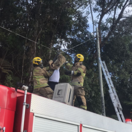 Bomberos de Cali rescatan a oso perezoso en la vía al mar