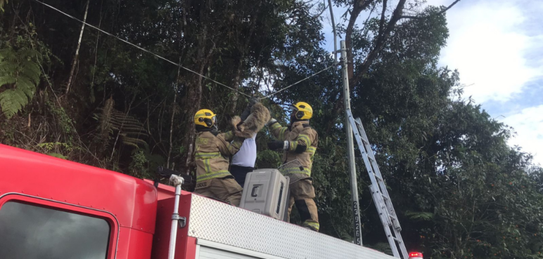 Bomberos de Cali rescatan a oso perezoso en la vía al mar