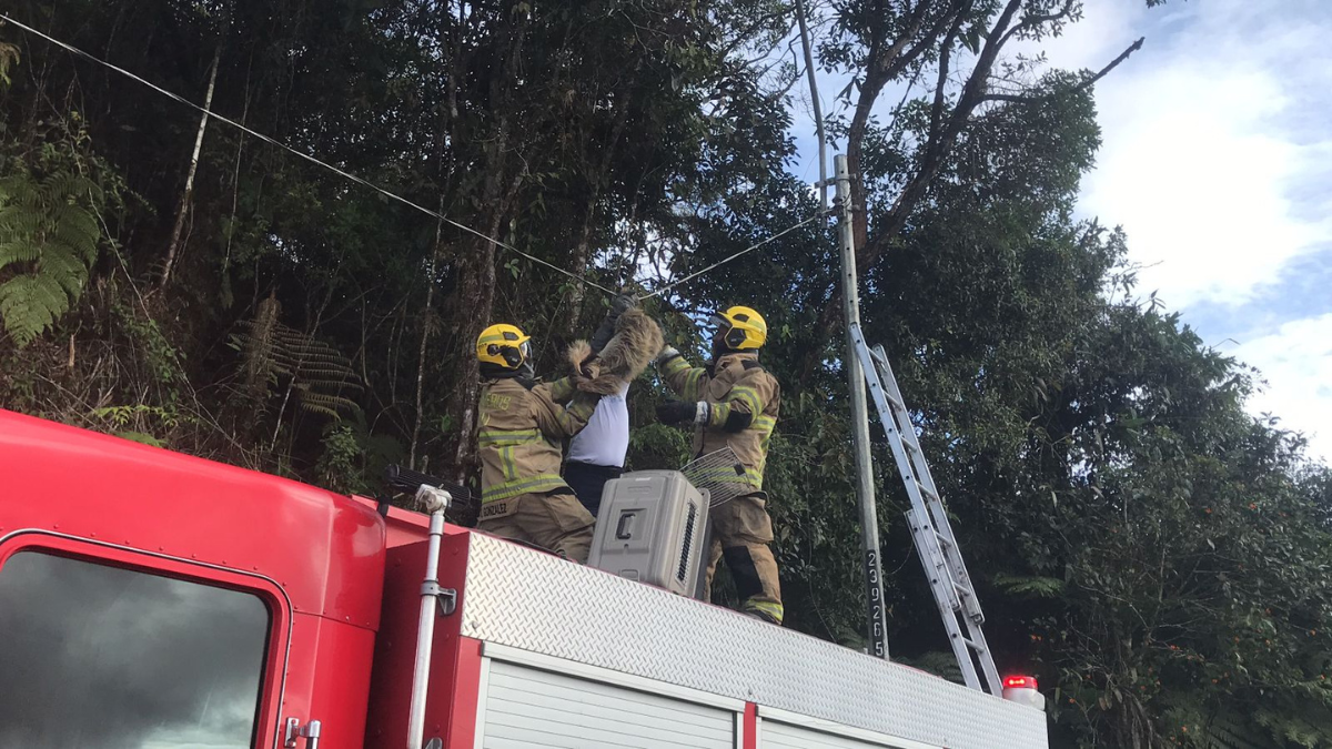Bomberos de Cali rescatan a oso perezoso en la vía al mar