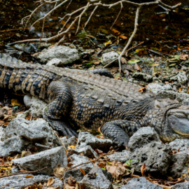 Dueño de cocodrilo se pronunció tras incautación del reptil en Palmira: “vivió más de 50 años conmigo”