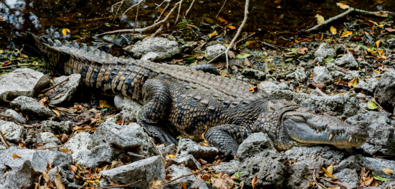 Dueño de cocodrilo se pronunció tras incautación del reptil en Palmira: “vivió más de 50 años conmigo”